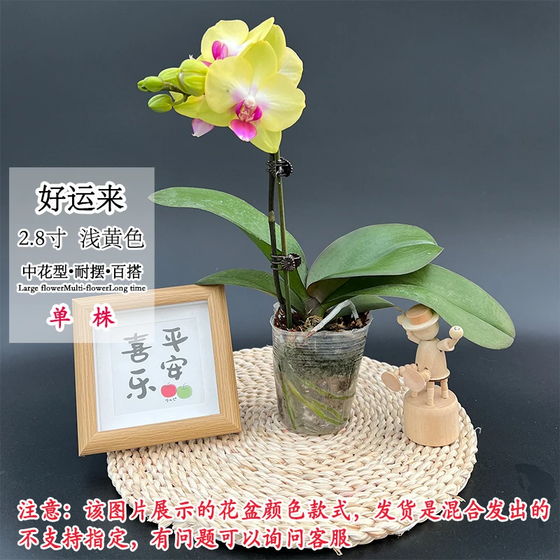 【好运来】新品蜡质中小花型浅黄色蝴蝶兰室内桌面好养绿植花卉