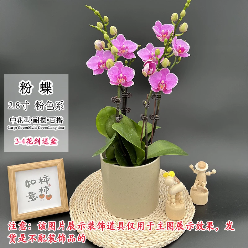 【粉蝶双剑】 粉色仙气蝴蝶兰中花型室内桌面好养绿植花卉