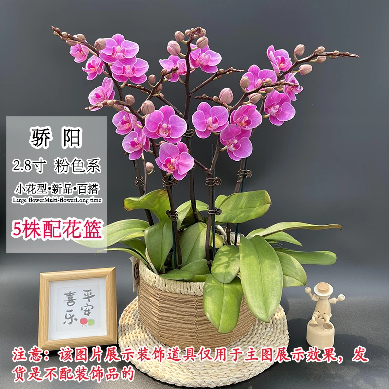 【骄阳】新手好养蝴蝶兰小花型蜡质花室内桌面好养花卉
