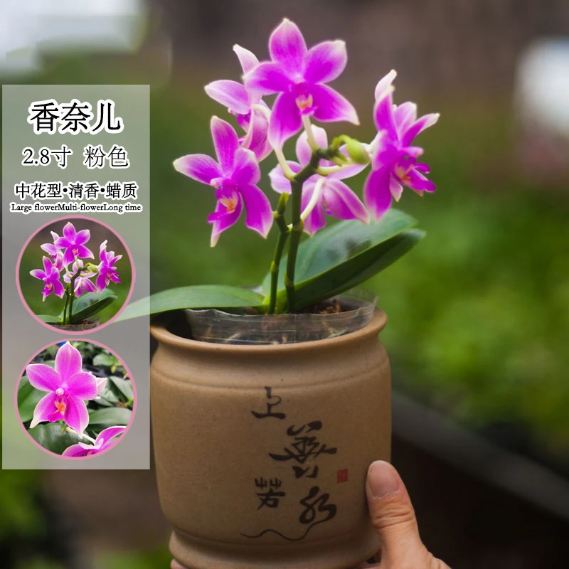 【香奈儿】清香型蜡质 蝴蝶兰带瑕疵小花型 室内桌面好养绿植