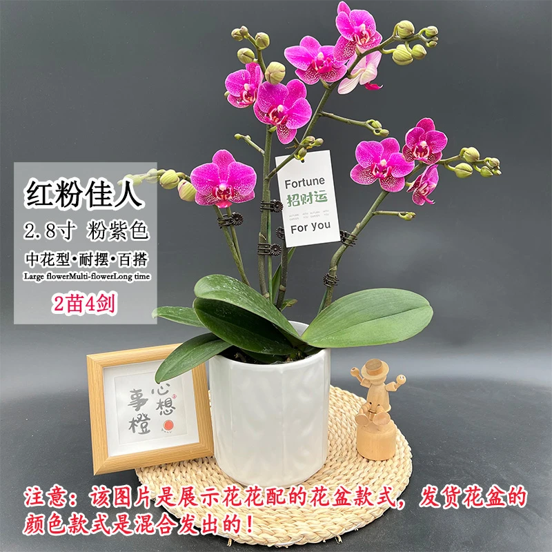 【红粉佳人】经典鲜艳百搭蝴蝶兰中花型室内桌面好养绿植花卉