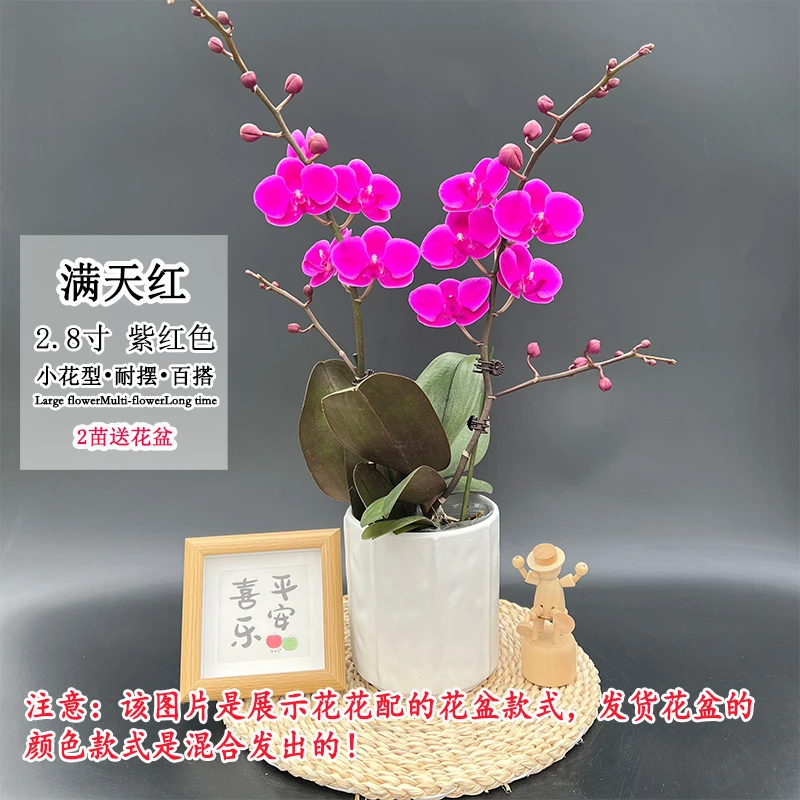 【满天红】新手好养品种 蝴蝶兰小花型蜡质室内桌面好养绿植花卉