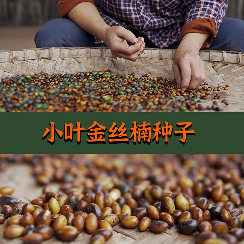 （试种装）新鲜采摘小叶桢楠金丝楠种子