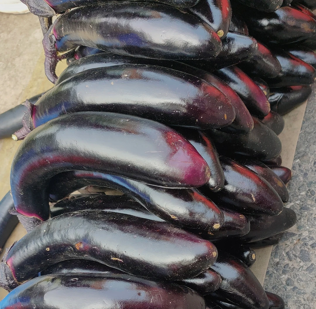 自家小园茄子3斤  5斤