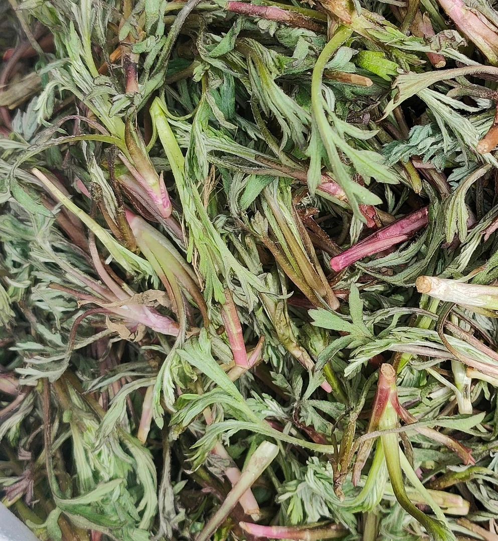 野生柳蒿芽二斤