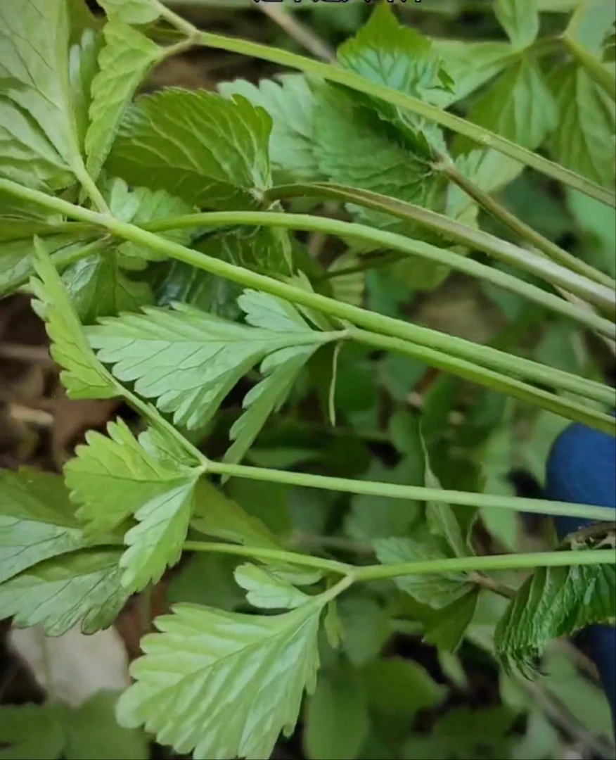野生大叶芹二斤  山芹菜