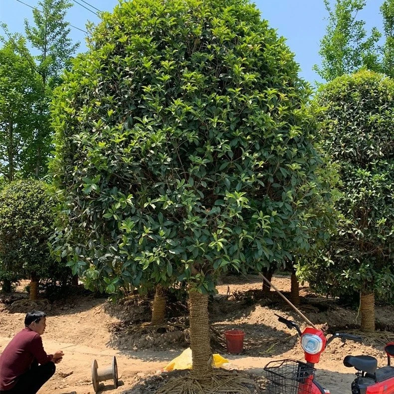 桂花树苗大树地栽盆栽浓香型黄花金桂四季桂红丹桂原生庭院桂花树
