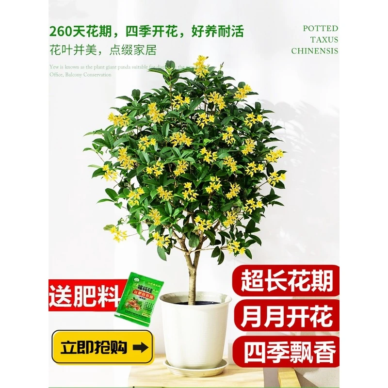 桂花树苗四季桂盆栽可食用开花不断室内阳台庭院浓香型花卉植物