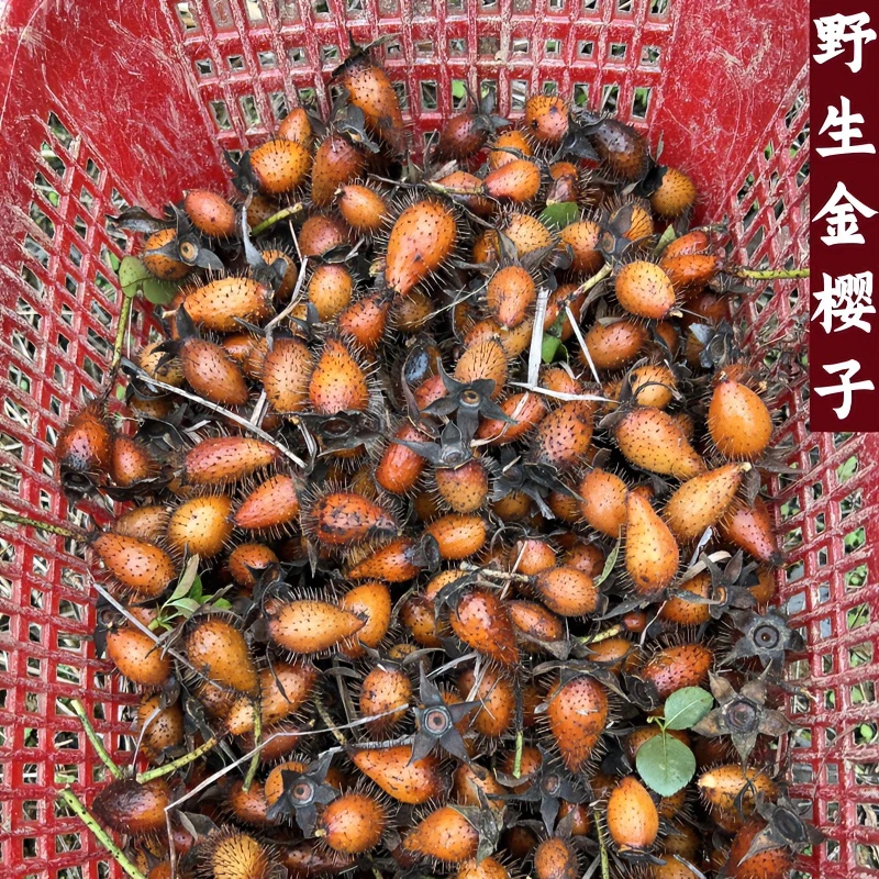 【茶阿满】野生金樱子新鲜现摘高山刺梨鲜果泡酒煮茶炖汤食材