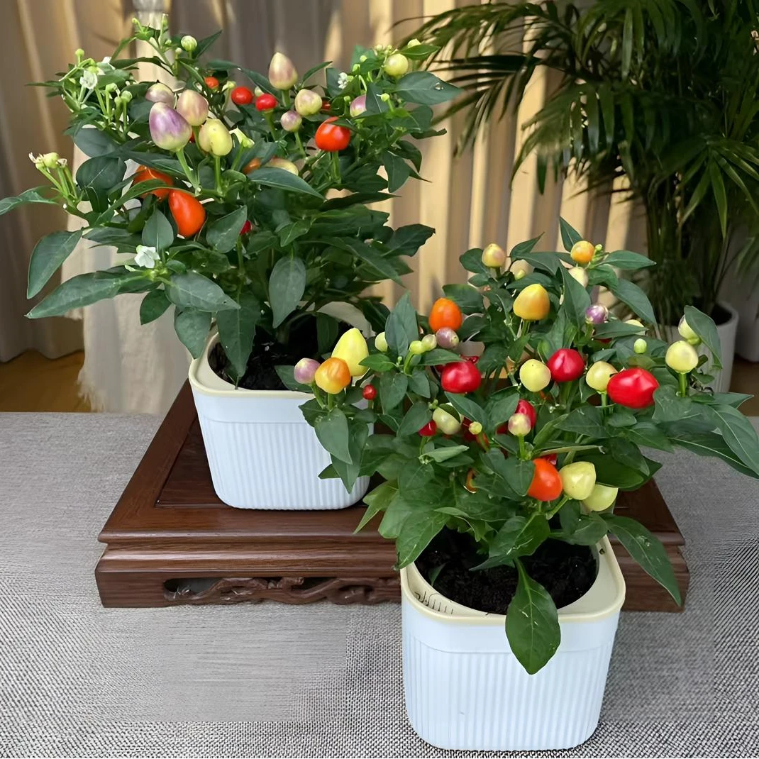 七彩椒盆栽可食用四季常绿开花桌面绿植盆栽