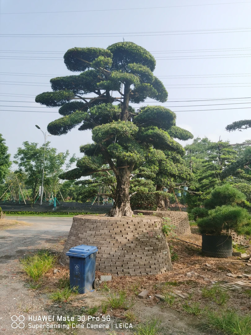 直径25-35造型罗汉松