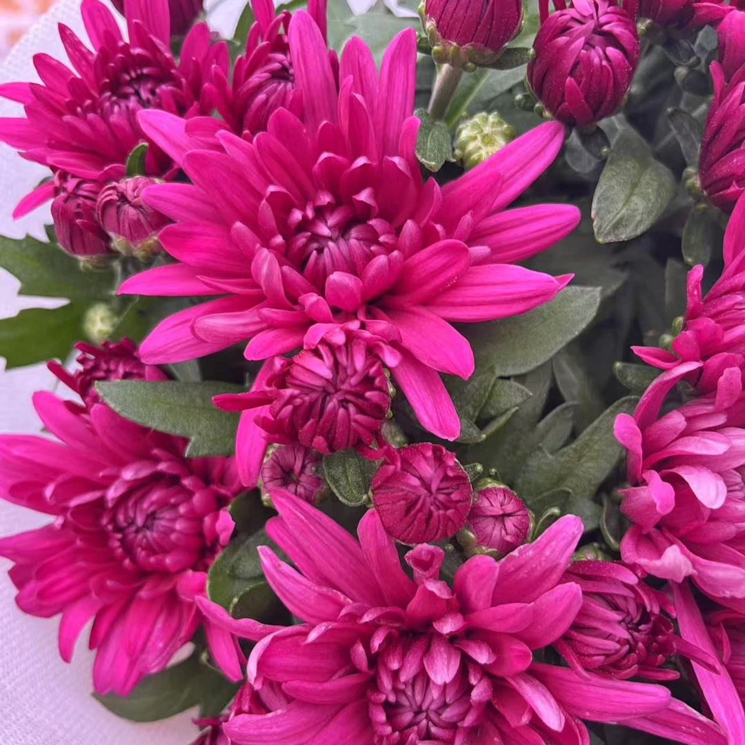 【芙蓉紫水晶】荷兰菊室内阳台观花植物多年生重复开花好养护