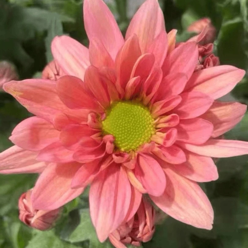 网红三文鱼荷兰菊多年生耐寒耐热重复开花新手好养护