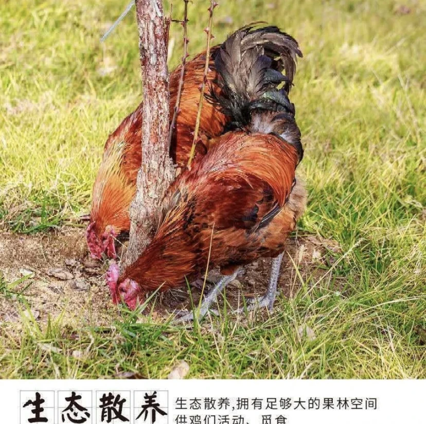 2只黑脚大公鸡保8.5斤