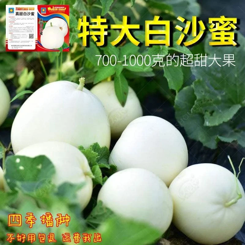白沙密甜瓜种子薄皮甜瓜日本甜宝香瓜籽春季庭院阳台盆栽水果种子