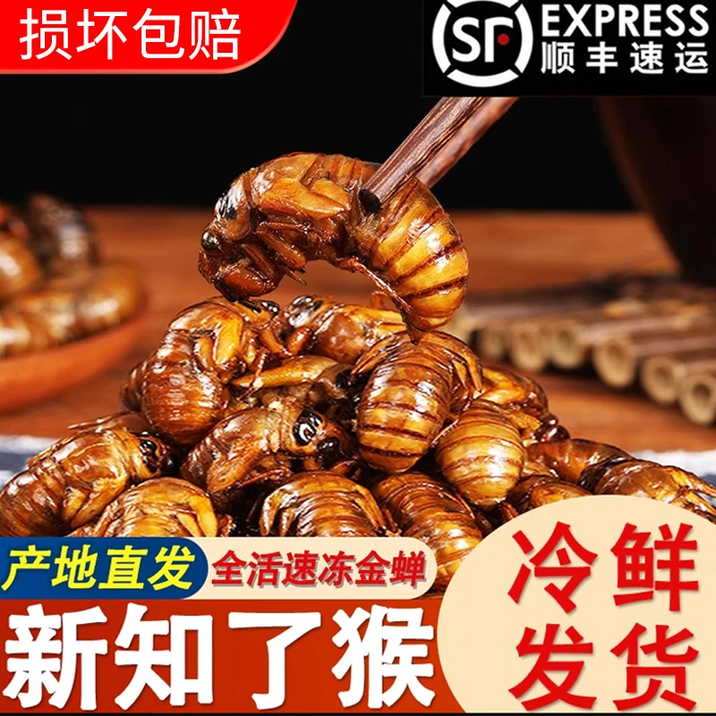 知了猴新鲜蝉蛹金蝉鲜活体速冻蚕蛹非即食爬叉猴子爬蚱结了龟