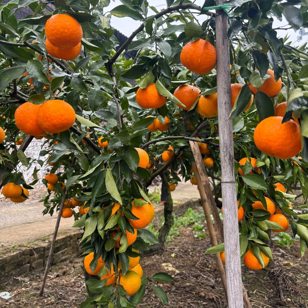 植果缘果树苗一物一拍  生鲜植物包对版不包成活  介意误拍