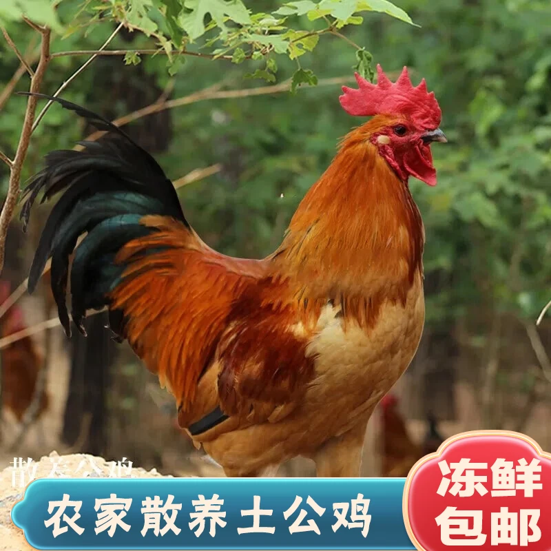 【拍1送1】农村生态散养大公鸡土公鸡 冷链包邮 单只净重3斤左右