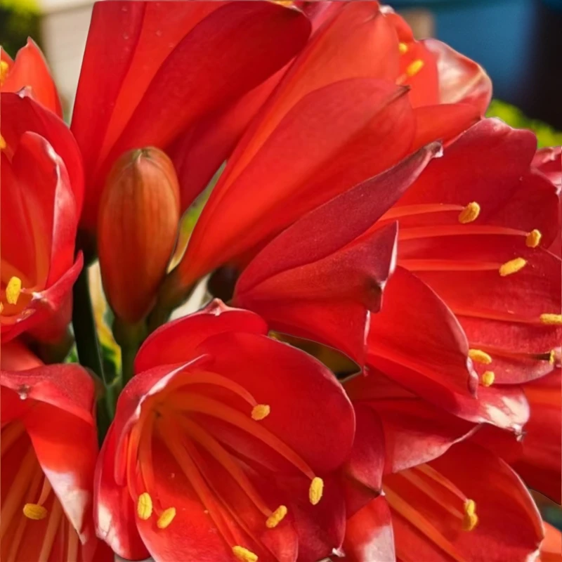 君子兰当年开花好养易活室内养殖绿色