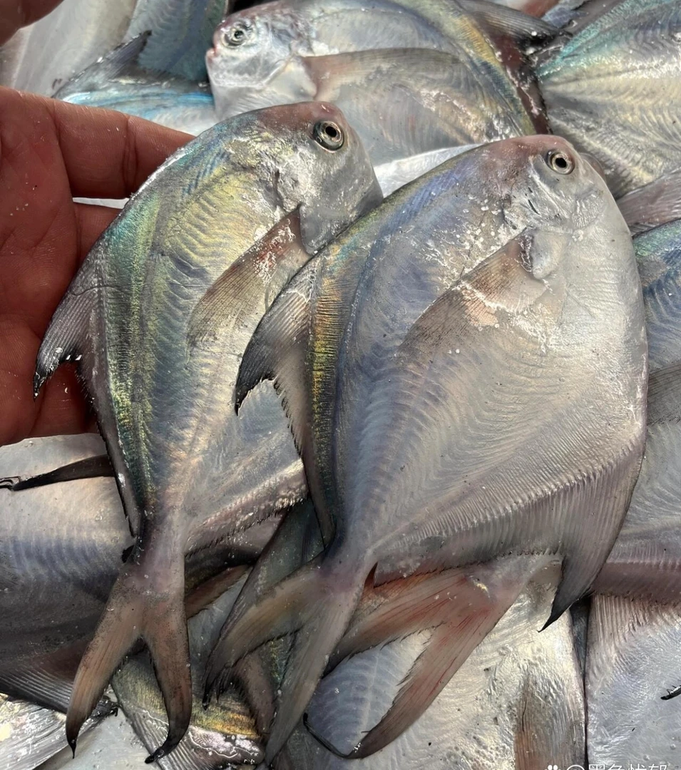 净重五斤青岛本地银鲳鱼肉厚新鲜 鲜活速冻冷链包邮