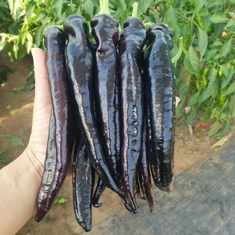 紫美人辣椒种子紫妃椒黑美人羊角椒四季阳台种植