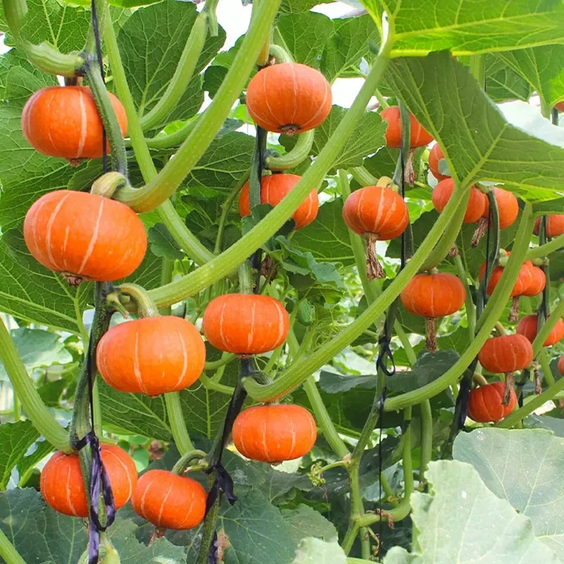 【新疆包邮】红贝贝南瓜种子板栗南瓜红太阳种籽四季阳台