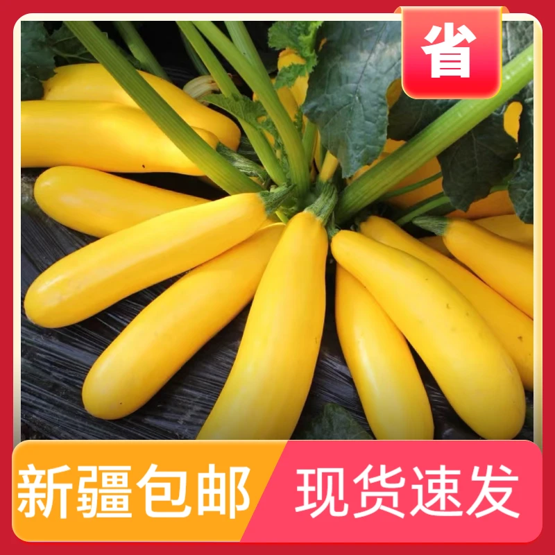 【新疆包邮】可盆栽香蕉西葫芦种子黄金皮香蕉瓜种籽阳台四季蔬菜