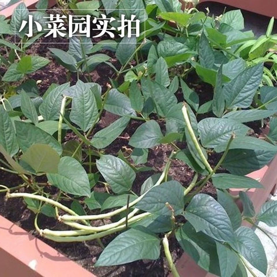 【新疆包邮】可盆栽无架矮生长豆角豇豆菜种大全孑子豆种籽子