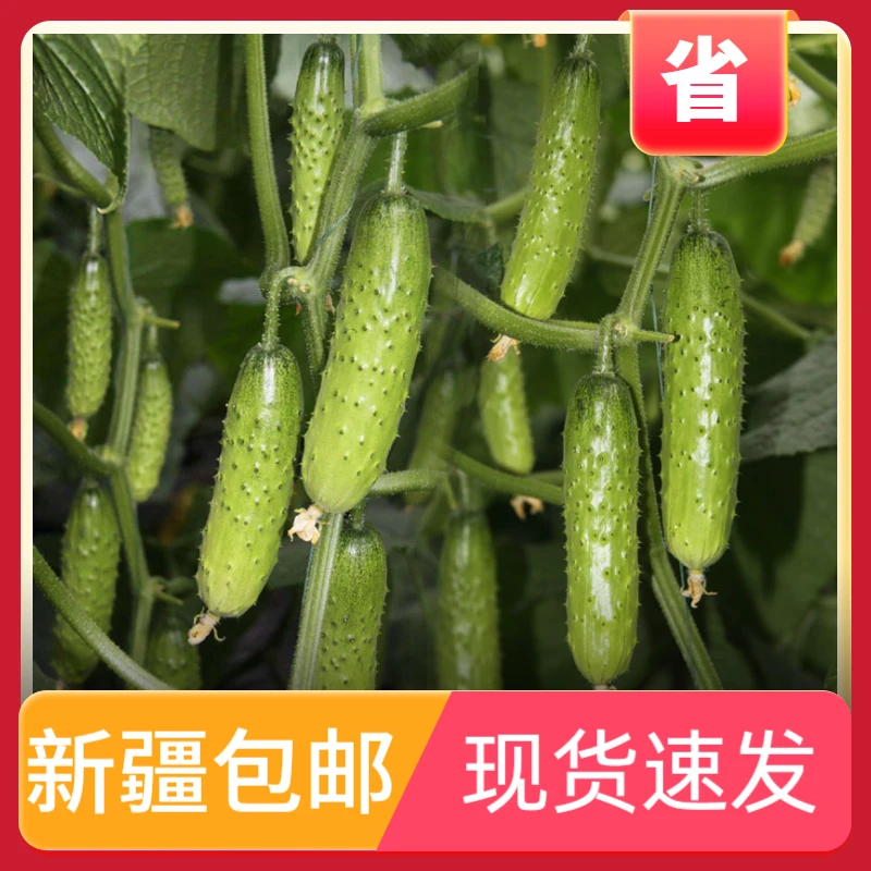 【2袋装丨新疆包邮】满地爬水果黄瓜种植子盆栽青瓜四季蔬菜耐寒