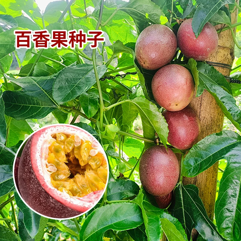 【新疆包邮】百香果种子盆栽南方北方庭院水果种植四季结果好养