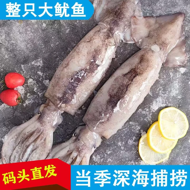 野生海捕大鱿鱼 码头直发 到手5斤