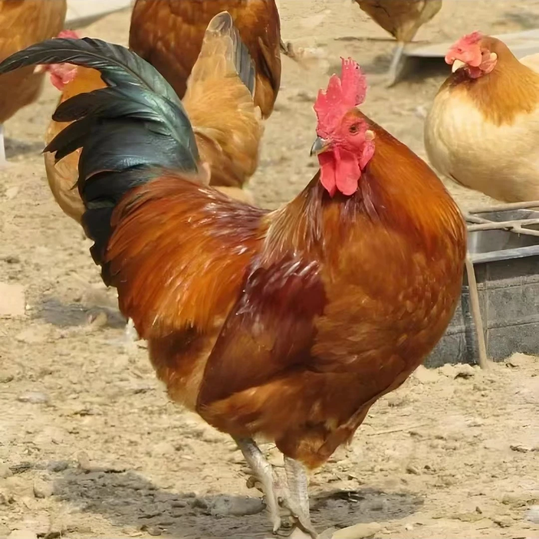 正宗淮南草土鸡  整鸡新鲜营养