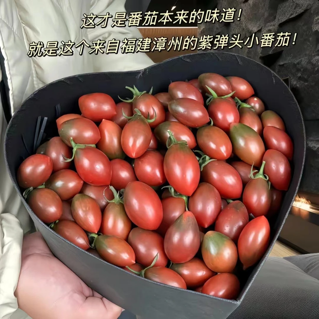 露天种植紫弹头小番茄圣女果草莓西红柿铁皮西红柿车厘子番茄水果