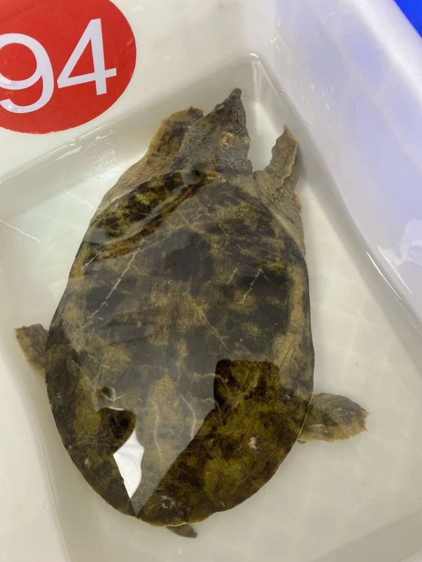 渔妹子土货甲鱼直播间专属链接