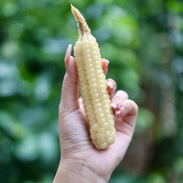 云南特产西双版纳拇指小玉米新鲜采摘香糯小玉米傣家甜黏手指玉米