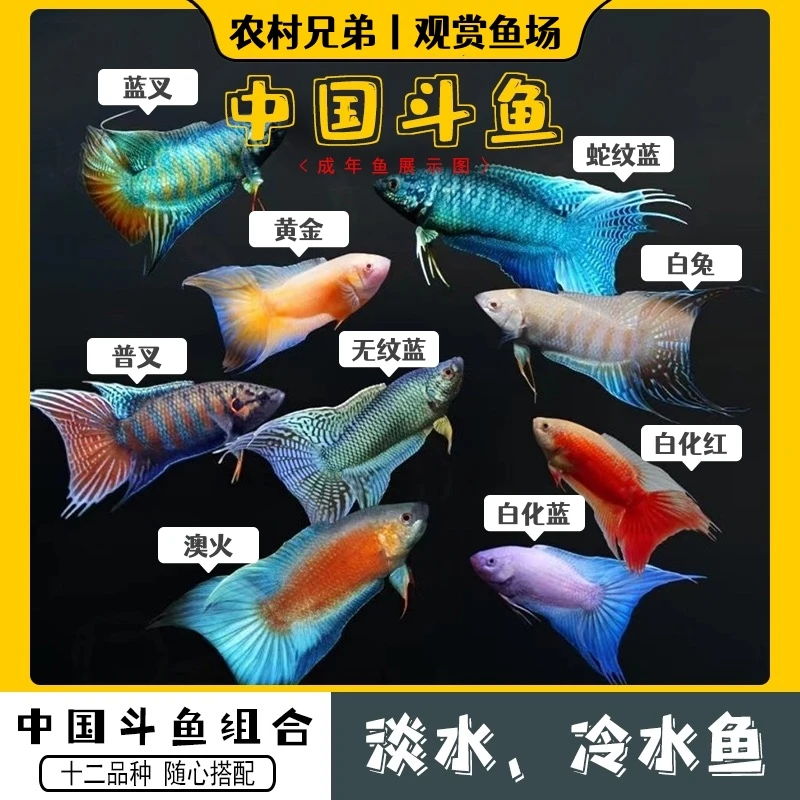 活体中国斗鱼冷水小型冷水观赏鱼巨普蓝叉无纹蓝白化澳火黄金玄黄