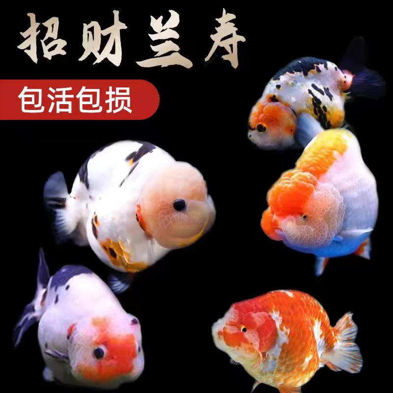 精品兰寿金鱼纯种泰狮玛丽招财鱼冷水观赏鱼（没有开箱视频不售后）