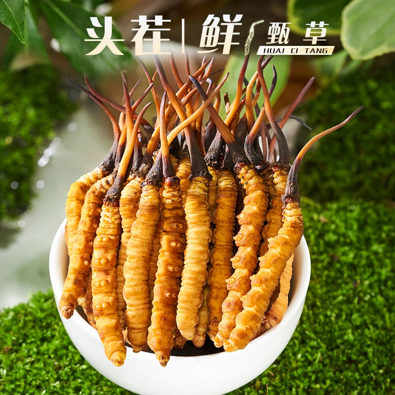 2025年头茬新鲜冬虫夏草0.9克-1.0克/根鲜虫草头期新鲜虫草滋补