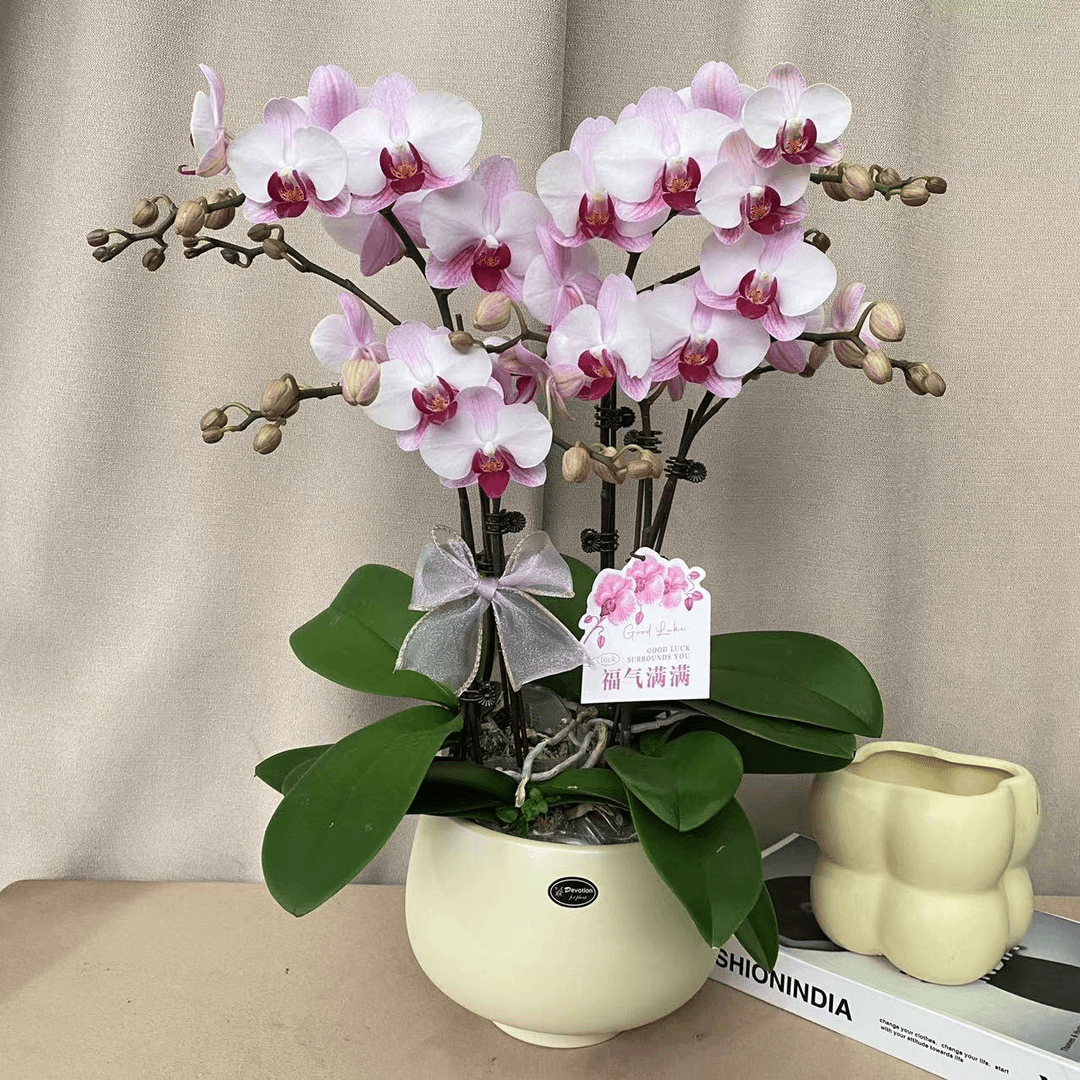 《粉钻》粉色系蝴蝶兰 极简风格 室内鲜花绿植花卉 办公室