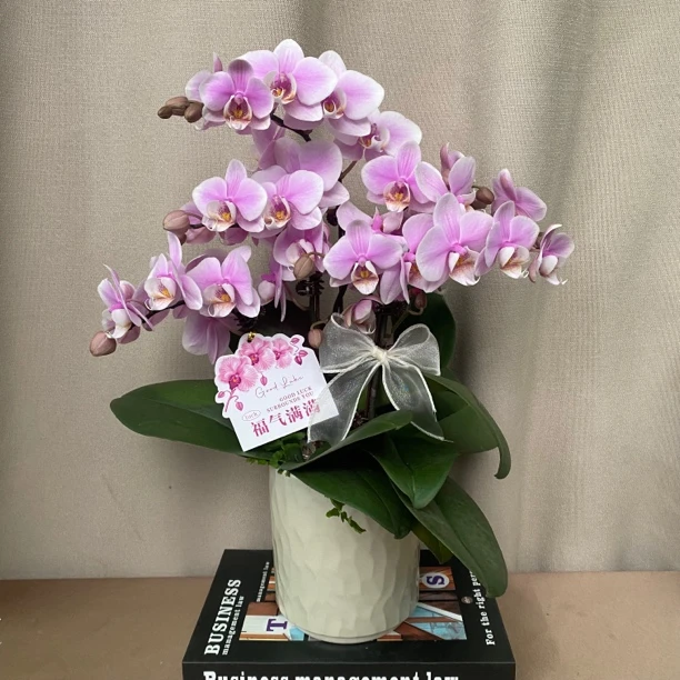 《粉红女孩》粉色系 蝴蝶兰 鲜花绿植 送礼 礼品 室内绿植