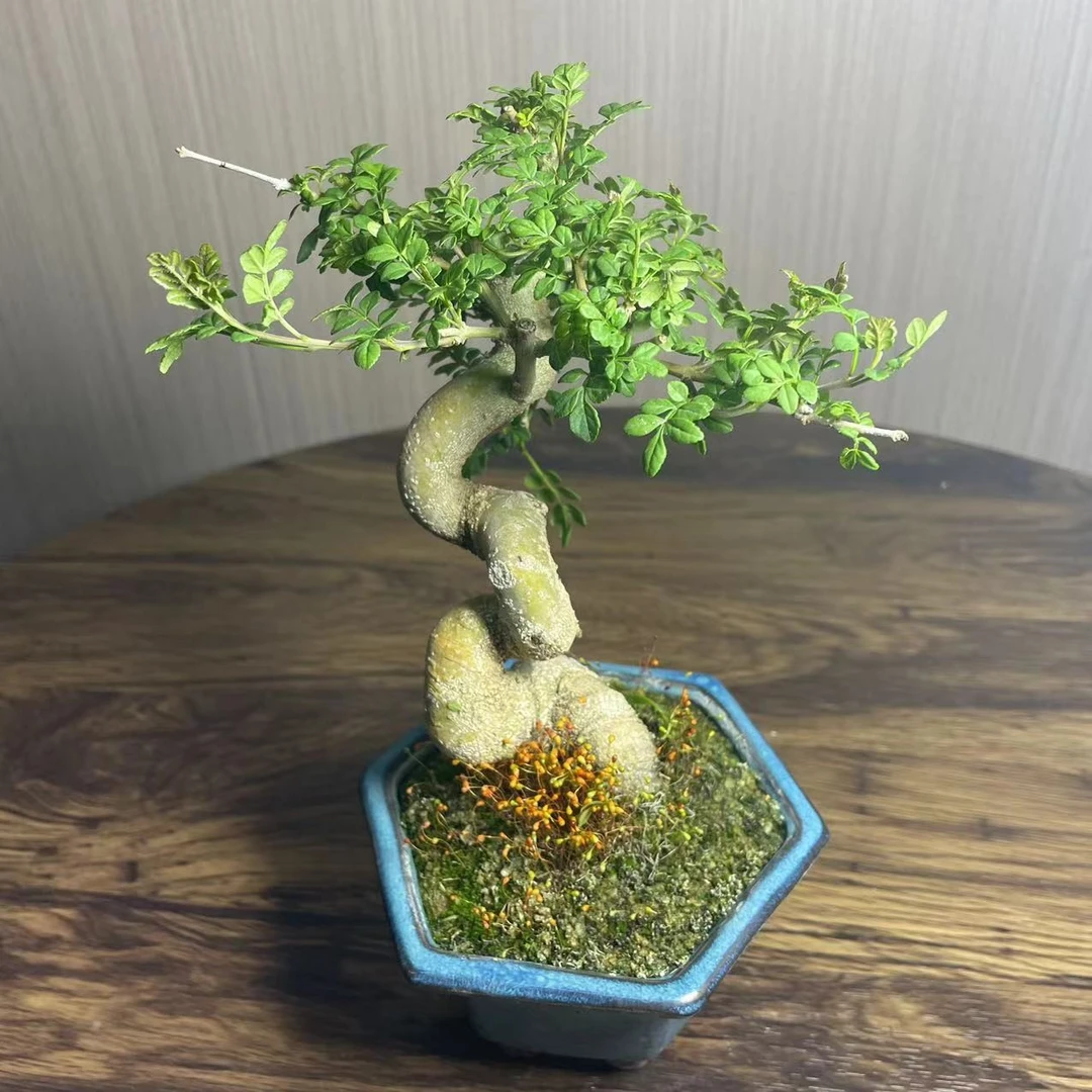 直播链接 精品盆景 白蜡 榆树 雀梅 火棘 黄杨 米东 栀子花 唐枫