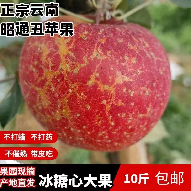云南严选昭通原生态早熟苹果新鲜现摘现发脆甜多汁整箱5斤包邮