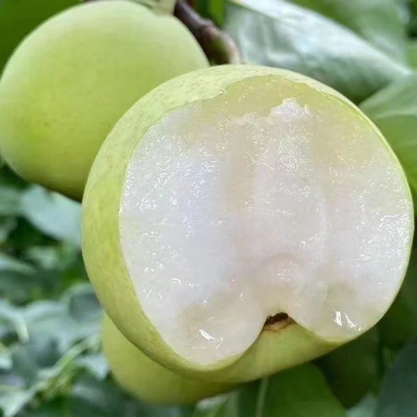 【顺丰包邮】米易青皮蜜梨小香梨新鲜水果香甜多汁现摘现发顺丰包邮