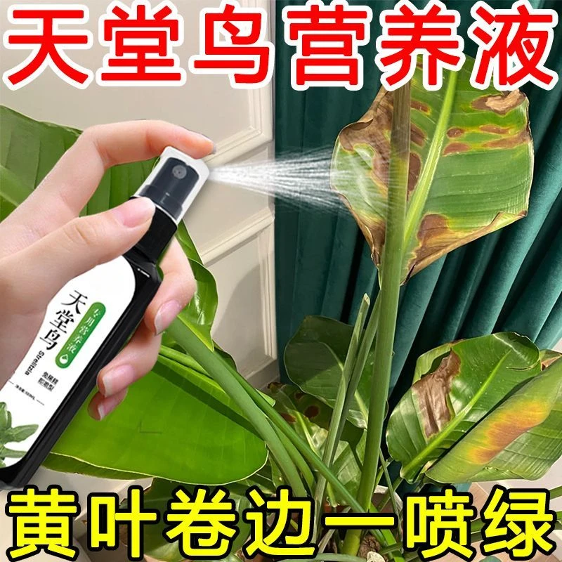 急救】天堂鸟营养液免稀释绿治黄叶烂叶卷边开裂盆栽绿植专用肥料