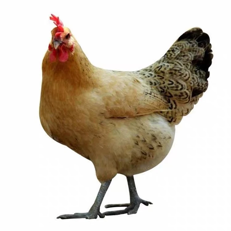 农家散养母鸡（二年）