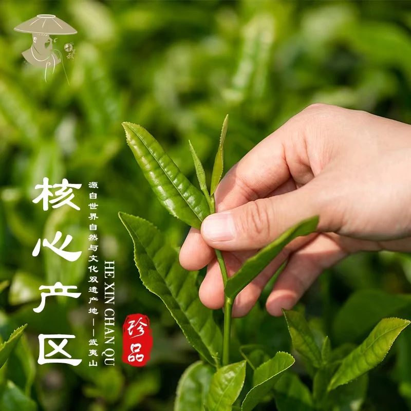 斗笠叔62a 专拍链接 核心正岩茶