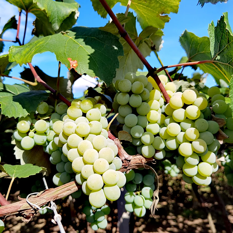 贵黔姑娘新鲜水晶葡萄青提子水果贵州当季水果【2025年现货包邮】
