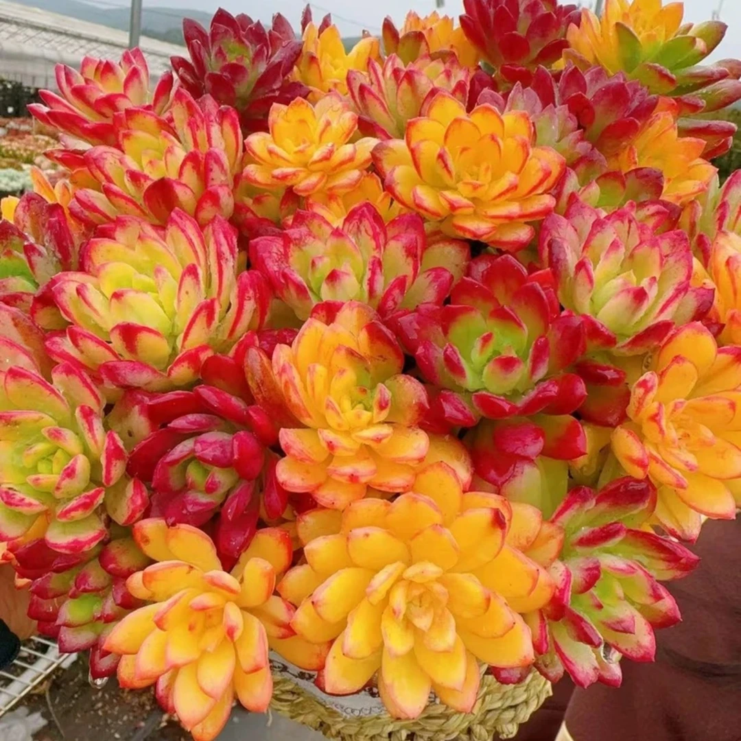 K七彩云南+草编篮，不易褪色，室内外可养殖，带盆带土，云南基地发货
