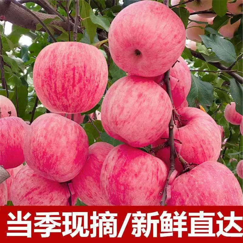 苹果红富士新鲜采摘脆甜多汁2/5/10斤饱满装现摘大果