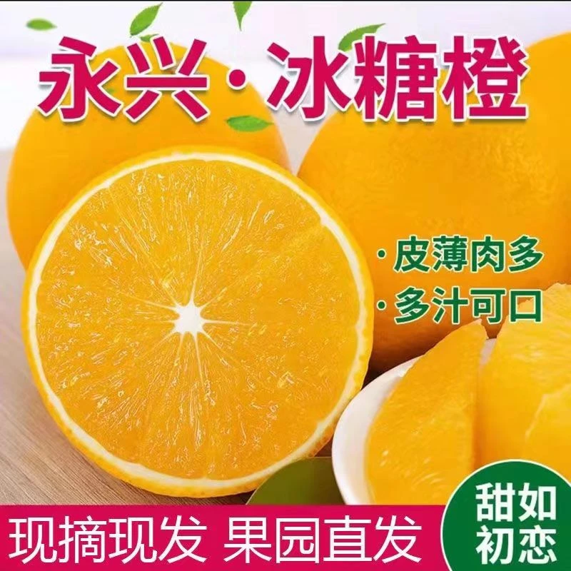 湖南正宗永兴冰糖橙当季新鲜采摘脆甜多汁饱满美味中大果现摘现发